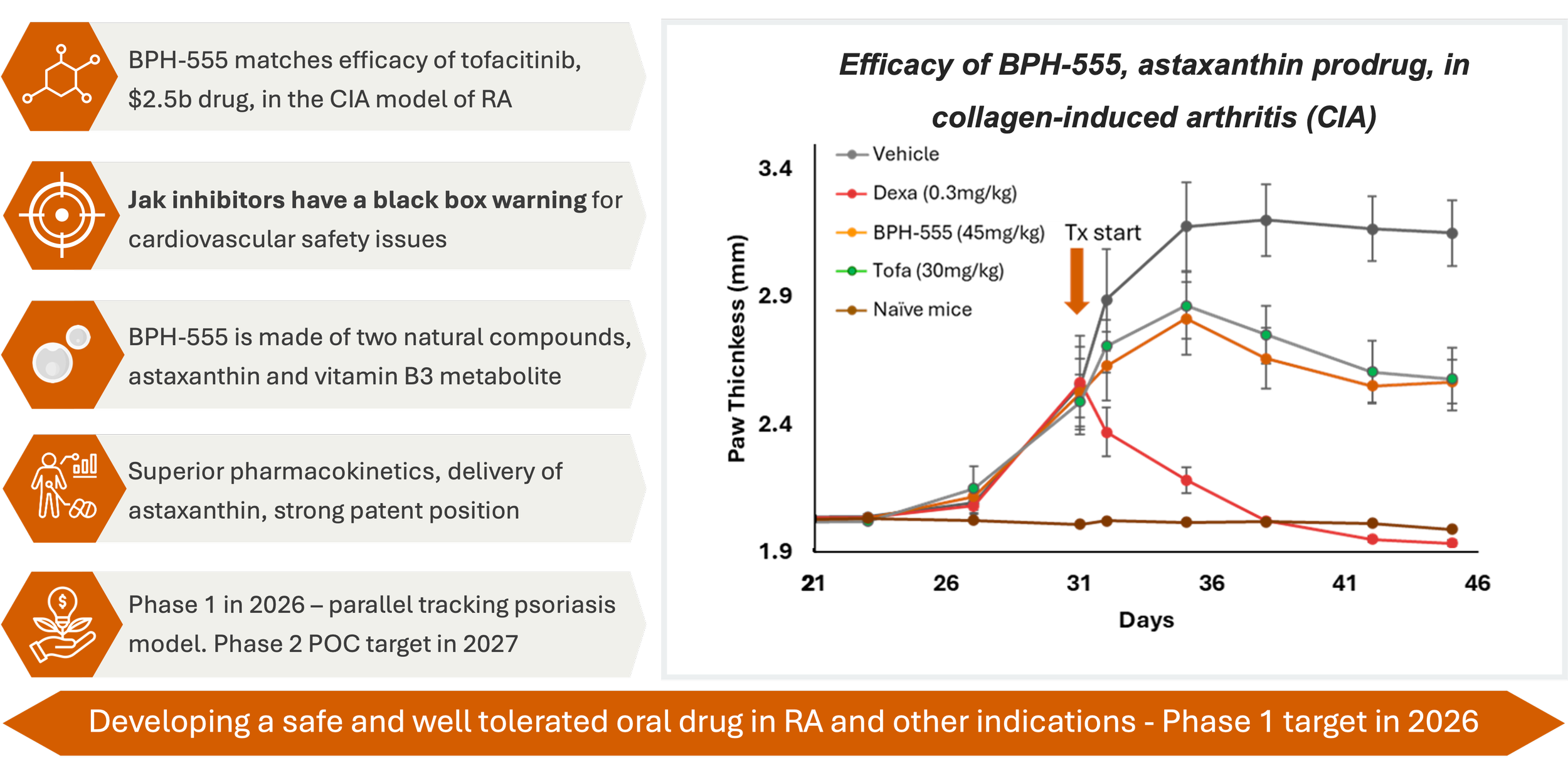 A scientific infographic showing the efficacy of BPH-555, a natural compound mix containing astaxanthin and vitamin B3, in reducing paw thickness in a CIA model of collagen-induced arthritis in mice. The graph depicts paw thickness (mm) over days, with different treatments: vehicle, dexamethasone, BPH-555, tofacitinib, and naive mice. The left side lists points about BPH-555, including its drug origin, safety warning, composition, pharmacokinetics, and clinical trial phases. An orange banner at the bottom states the focus on developing a safe, well-tolerated oral drug for RA and other indications, with phase 1 target in 2026.