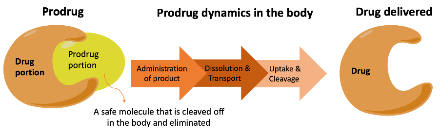Diagram illustrating the process of drug absorption, including drug portion, prodrug portion, administration, dissolution, transport, uptake, cleavage, and drug release.